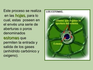 Este proceso se realiza
 en las hojas, para lo
cual, estas poseen en
el envés una serie de
aberturas o poros
denominados
estomas que
permiten la entrada y
salida de los gases
(anhídrido carbónico y
oxigeno).
 