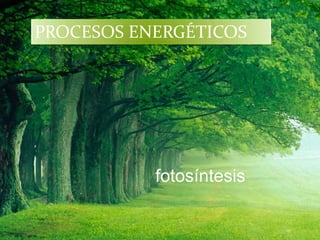 PROCESOS ENERGÉTICOS




           fotosíntesis
 