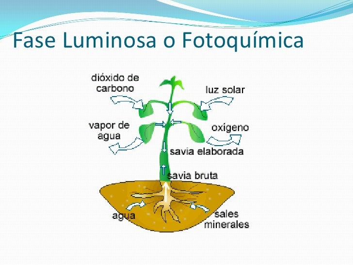 En Que Consiste La Fase Luminosa De La Fotosintesis