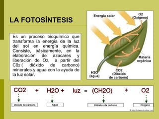 LA FOTOSÍNTESIS

Es un proceso bioquímico que
transforma la energía de la luz
del sol en energía química.
Consiste, básicamente, en la
elaboración de azúcares y
liberación de O2, a partir del
C02 (     dióxido de    carbono)
minerales y agua con la ayuda de
la luz solar.
 