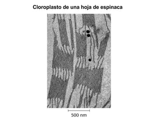 Cloroplasto de una hoja de espinaca 
