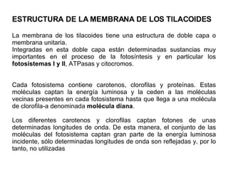 ESTRUCTURA DE LA MEMBRANA DE LOS TILACOIDES La membrana de los tilacoides tiene una estructura de doble capa o membrana unitaria.  Integradas en esta doble capa están determinadas sustancias muy importantes en el proceso de la fotosíntesis y en particular los  fotosistemas I y II , ATPasas y citocromos.  Cada fotosistema contiene carotenos, clorofilas y proteínas. Estas moléculas captan la energía luminosa y la ceden a las moléculas vecinas presentes en cada fotosistema hasta que llega a una molécula de clorofila-a denominada  molécula diana .  Los diferentes carotenos y clorofilas captan fotones de unas determinadas longitudes de onda. De esta manera, el conjunto de las moléculas del fotosistema captan gran parte de la energía luminosa incidente, sólo determinadas longitudes de onda son reflejadas y, por lo tanto, no utilizadas 