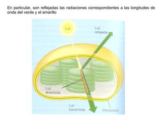 En particular, son reflejadas las radiaciones correspondientes a las longitudes de onda del verde y el amarillo 