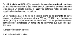 En el  fotosistema II  (Phs II) la molécula diana es la  clorofila aII  que tiene su máximo de absorción a 680 nm (P 680). Cuando esta clorofila capta un fotón pasa a un estado  excitado  ( P 680 ) y su potencial redox se hace más negativo haciéndose muy reductora.  En el  fotosistema I  (Phs I), la molécula diana es la  clorofila aI , cuyo máximo de absorción se encuentra a 700 nm (P 700), que también se  excita  ( P 700 ) al captar un fotón. La disminución de los potenciales redox permite que se establezca un transporte de electrones que pueden seguir dos vías: La fotofosforilación acíclica La fotofosforilación cíclica 