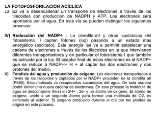 LA FOTOFOSFORILACIÓN ACÍCLICA La luz va a desencadenar un transporte de electrones a través de los tilacoides con producción de NADPH y ATP. Los electrones será aportados por el agua. En esta vía se pueden distinguir los siguientes procesos: Reducción del NADP+  : La clorofila-aII y otras sustancias del fotosistema II captan fotones (luz) pasando a un estado más energético (excitado). Esta energía les va a permitir establecer una cadena de electrones a través de los tilacoides en la que intervienen diferentes transportadores y en particular el fotosistema I que también es activado por la luz. El aceptor final de estos electrones es el NADP+ que se reduce a NADPH+ H + al captar los dos electrones y dos protones del medio. Fotolisis del agua y producción de oxígeno : Los electrones transportados a través de los tilacoides y captados por el NADP+ proceden de la clorofila aII (P680). Esta molécula va recuperarlos sacándolos del agua. De esta manera podrá iniciar una nueva cadena de electrones. En este proceso la molécula de agua se descompone (lisis) en 2H+ , 2e- y un átomo de oxígeno. El átomo de oxígeno, unido a un segundo átomo para formar una molécula de O2, es eliminado al exterior. El oxígeno producido durante el día por las plantas se origina en este proceso. 