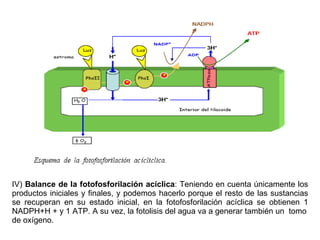 IV)  Balance de la fotofosforilación acíclica : Teniendo en cuenta únicamente los productos iniciales y finales, y podemos hacerlo porque el resto de las sustancias se recuperan en su estado inicial, en la fotofosforilación acíclica se obtienen 1 NADPH+H + y 1 ATP. A su vez, la fotolisis del agua va a generar también un  tomo de oxígeno. 