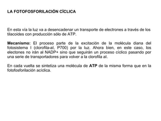 LA FOTOFOSFORILACIÓN CÍCLICA En esta vía la luz va a desencadenar un transporte de electrones a través de los tilacoides con producción sólo de ATP. Mecanismo:  El proceso parte de la excitación de la molécula diana del fotosistema I (clorofila-aI, P700) por la luz. Ahora bien, en este caso, los electones no irán al NADP+ sino que seguirán un proceso cíclico pasando por una serie de transportadores para volver a la clorofila aI.  En cada vuelta se sintetiza una molécula de  ATP  de la misma forma que en la fotofosforilación acíclica. 