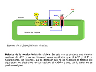 Balance de la fotofosforilación cíclica : En esta vía se produce una síntesis continua de ATP y no se requieren otros substratos que el ADP y el Pi y, naturalmente, luz (fotones). Es de destacar que no es necesaria la fotolisis del agua pues los electrones no son cedidos al NADP+ y que, por lo tanto, no se produce oxígeno. 