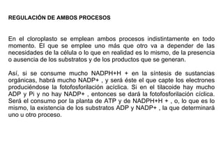 REGULACIÓN DE AMBOS PROCESOS En el cloroplasto se emplean ambos procesos indistintamente en todo momento. El que se emplee uno más que otro va a depender de las necesidades de la célula o lo que en realidad es lo mismo, de la presencia o ausencia de los substratos y de los productos que se generan.  Así, si se consume mucho NADPH+H + en la síntesis de sustancias orgánicas, habrá mucho NADP+ , y será éste el que capte los electrones produciéndose la fotofosforilación acíclica. Si en el tilacoide hay mucho ADP y Pi y no hay NADP+ , entonces se dará la fotofosforilación cíclica. Será el consumo por la planta de ATP y de NADPH+H + , o, lo que es lo mismo, la existencia de los substratos ADP y NADP+ , la que determinará uno u otro proceso. 