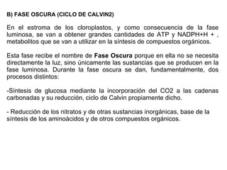 B) FASE OSCURA (CICLO DE CALVIN2) En el estroma de los cloroplastos, y como consecuencia de la fase luminosa, se van a obtener grandes cantidades de ATP y NADPH+H + , metabolitos que se van a utilizar en la síntesis de compuestos orgánicos.  Esta fase recibe el nombre de  Fase Oscura  porque en ella no se necesita directamente la luz, sino únicamente las sustancias que se producen en la fase luminosa. Durante la fase oscura se dan, fundamentalmente, dos procesos distintos:  -Síntesis de glucosa mediante la incorporación del CO2 a las cadenas carbonadas y su reducción, ciclo de Calvin propiamente dicho. - Reducción de los nitratos y de otras sustancias inorgánicas, base de la síntesis de los aminoácidos y de otros compuestos orgánicos. 