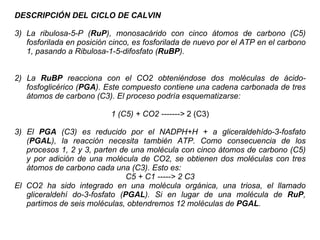 DESCRIPCIÓN DEL CICLO DE CALVIN La ribulosa-5-P ( RuP ), monosacárido con cinco átomos de carbono (C5) fosforilada en posición cinco, es fosforilada de nuevo por el ATP en el carbono 1, pasando a Ribulosa-1-5-difosfato ( RuBP ). 2) La  RuBP  reacciona con el CO2 obteniéndose dos moléculas de ácido-fosfoglicérico ( PGA ). Este compuesto contiene una cadena carbonada de tres átomos de carbono (C3). El proceso podría esquematizarse: 1 (C5) + CO2 ------->  2 (C3) 3) El  PGA  (C3) es reducido por el NADPH+H + a gliceraldehído-3-fosfato ( PGAL ), la reacción necesita también ATP. Como consecuencia de los procesos 1, 2 y 3, parten de una molécula con cinco átomos de carbono (C5) y por adición de una molécula de CO2, se obtienen dos moléculas con tres átomos de carbono cada una (C3). Esto es: C5 + C1 -----> 2 C3 El CO2 ha sido integrado en una molécula orgánica, una triosa, el llamado gliceraldehí do-3-fosfato ( PGAL ). Si en lugar de una molécula de  RuP , partimos de seis moléculas, obtendremos 12 moléculas de  PGAL . 
