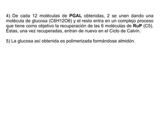 4) De cada 12 moléculas de  PGAL  obtenidas, 2 se unen dando una molécula de glucosa (C6H12O6) y el resto entra en un complejo proceso que tiene como objetivo la recuperación de las 6 moléculas de  RuP  (C5). Éstas, una vez recuperadas, entran de nuevo en el Ciclo de Calvin.  5) La glucosa así obtenida es polimerizada formándose almidón. 