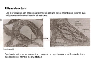 Ultraestructura  Los cloroplastos son organelos formados por una doble membrana externa que rodean un medio semilíquido,  el estroma .  Dentro del estroma se encuentran unos sacos membranosos en forma de disco que reciben el nombre de  tilacoides .  