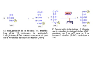 5ª) Recuperación de la ribulosa 1-5 difosfato: Las otras 10 moléculas de aldehído-3-fosfoglicérico (PGAL) reaccionan entre sí para dar 6 moléculas de ribulosa-5-fosfato (RUP). 6ª) Recuperación de la ribulosa 1-5 difosfato: Las 6 moléculas de ribulosa-5-fosfato (RUP) reaccionan con 6 de ATP para dar 6 de ribulosa-1-5 difosfato (RUBP), cerrándose el ciclo. 