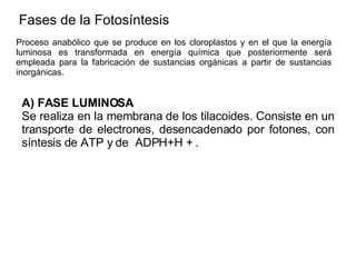 Fases de la Fotosíntesis  Proceso anabólico que se produce en los cloroplastos y en el que la energía luminosa es transformada en energía química que posteriormente será empleada para la fabricación de sustancias orgánicas a partir de sustancias inorgánicas. A) FASE LUMINOSA Se realiza en la membrana de los tilacoides. Consiste en un transporte de electrones, desencadenado por fotones, con síntesis de ATP y de  ADPH+H + . 
