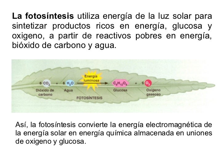 Fotosintesis Fotosintesis