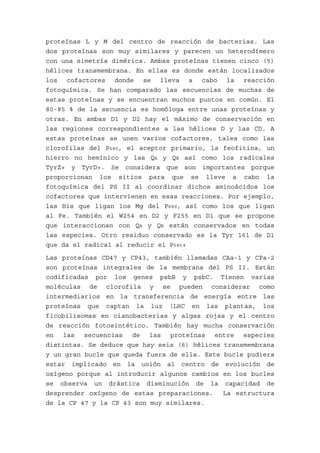 proteínas L y M del centro de reacción de bacterias. Las
dos proteínas son muy similares y parecen un heterodímero
con una simetría dimérica. Ambas proteínas tienen cinco (5)
hélices transmembrana. En ellas es donde están localizados
los cofactores donde se lleva a cabo la reacción
fotoquímica. Se han comparado las secuencias de muchas de
estas proteínas y se encuentran muchos puntos en común. El
80-85 % de la secuencia es homóloga entre unas proteínas y
otras. En ambas D1 y D2 hay el máximo de conservación en
las regiones correspondientes a las hélices D y las CD. A
estas proteínas se unen varios cofactores, tales como las
clorofilas del P680, el aceptor primario, la feofitina, un
hierro no hemínico y las QA y QB así como los radicales
TyrZ+ y TyrD+. Se considera que son importantes porque
proporcionan los sitios para que se lleve a cabo la
fotoquímica del PS II al coordinar dichos aminoácidos los
cofactores que intervienen en esas reacciones. Por ejemplo,
las His que ligan los Mg del P680, así como los que ligan
al Fe. También el W254 en D2 y F255 en D1 que se propone
que interaccionan con QA y QB están conservados en todas
las especies. Otro residuo conservado es la Tyr 161 de D1
que da el radical al reducir el P680+

Las proteínas CD47 y CP43, también llamadas CAa-1 y CPa-2
son proteínas integrales de la membrana del PS II. Están
codificadas por los genes psbB y psbC. Tienen varias
moléculas de clorofila y se pueden considerar como
intermediarios en la transferencia de energía entre las
proteínas que captan la luz (LHC en las plantas, los
ficobilisomas en cianobacterias y algas rojas y el centro
de reacción fotosintético. También hay mucha conservación
en las secuencias de las proteínas entre especies
distintas. Se deduce que hay seis (6) hélices transmembrana
y un gran bucle que queda fuera de ella. Este bucle pudiera
estar implicado en la unión al centro de evolución de
oxígeno porque al introducir algunos cambios en los bucles
se observa un drástica disminución de la capacidad de
desprender oxígeno de estas preparaciones.    La estructura
de la CP 47 y la CP 43 son muy similares.
 