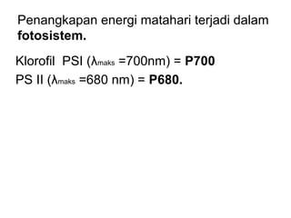 Penangkapan energi matahari terjadi dalam
fotosistem.
Klorofil PSI (λmaks =700nm) = P700
PS II (λmaks =680 nm) = P680.
 