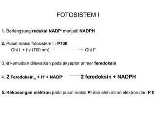 FOTOSISTEM I
1. Berlangsung reduksi NADP+
menjadi NADPH
2. Pusat reaksi fotosistem I : P700
Chl I + hv (700 nm) Chl I*
3. e-
kemudian dilewatkan pada akseptor primer feredoksin
4. 2 Feredoksinred + H+
+ NADP+
2 feredoksin + NADPH
5. Kekosongan elektron pada pusat reaksi PI diisi oleh aliran elektron dari P II
 