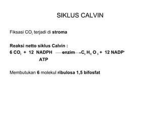 SIKLUS CALVIN
Fiksasi CO2 terjadi di stroma
Reaksi netto siklus Calvin :
6 CO2 + 12 NADPH enzim C6 H12 O 6 + 12 NADP+
ATP
Membutukan 6 molekul ribulosa 1,5 bifosfat
 