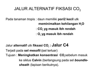 JALUR ALTERNATIF FIKSASI CO2
Pada tanaman tropis : daun memiliki pori2 kecil utk
meminimalkan kehilangan H2O
: CO2 yg masuk lbh rendah
: O2 yg masuk lbh rendah
Jalur alternatif utk fiksasi CO2 : Jalur C4
Terjadi pada sel mesofil (sel terluar)
Tujuan : Meningkatkan konsentrasi CO2 sebelum masuk
ke siklus Calvin (berlangsung pada sel boundle-
sheath (lapisan berikutnya).
 
