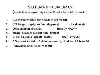SISTEMATIKA JALUR C4
(melibatkan senyawa dg 4 atom C =oksaloasetat dan malat)
1. CO2 masuk melalui pori2 daun ke sel mesofil
2. CO2 bergabung dg fosfoenolpyruvat oksaloasetat
3. Oksaloasetat direduksi malat + NADPH
4. Malat masuk ke sel boundle- sheath
5. Di sel boundle- sheath, malat CO2 + pyruvat
6. CO2 masuk ke siklus Calvin bereaksi dg ribulosa 1,5 bifosfat
7. Pyruvat kembali ke sel mesofil
 