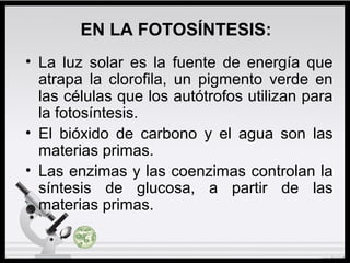 EN LA FOTOSÍNTESIS:
• La luz solar es la fuente de energía que
atrapa la clorofila, un pigmento verde en
las células que los autótrofos utilizan para
la fotosíntesis.
• El bióxido de carbono y el agua son las
materias primas.
• Las enzimas y las coenzimas controlan la
síntesis de glucosa, a partir de las
materias primas.
 