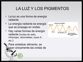 LA LUZ Y LOS PIGMENTOS
• La luz es una forma de energía
radiante.
• La energía radiante es energía
que se propaga en ondas.
• Hay varias formas de energía
radiante (ondas de radio,
infrarrojas, ultravioletas, rayos X,
etc.).
• Para sintetizar alimento, se
usan únicamente las ondas de
luz.
 