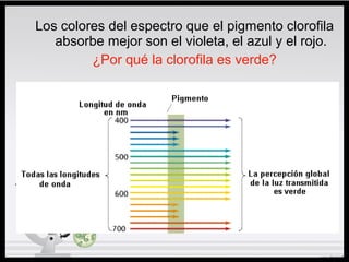 Los colores del espectro que el pigmento clorofila
absorbe mejor son el violeta, el azul y el rojo.
¿Por qué la clorofila es verde?
 