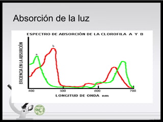 Absorción de la luz
 