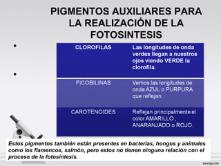 PIGMENTOS AUXILIARES PARA
LA REALIZACIÓN DE LA
FOTOSINTESIS
•
•
Estos pigmentos también están presentes en bacterias, hongos y animales
como los flamencos, salmón, pero estos no tienen ninguna relación con el
proceso de la fotosíntesis.
 