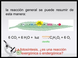 la reacción general se puede resumir de
esta manera:
6 CO2 + 6 H2O + luz C6H12O6 + 6 O2
La fotosíntesis, ¿es una reacción
exergónica o endergónica?
enzimas
clorofila
 