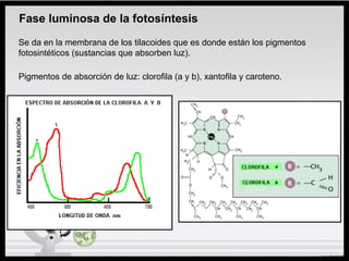 Fase luminosa de la fotosíntesis
Se da en la membrana de los tilacoides que es donde están los pigmentos
fotosintéticos (sustancias que absorben luz).
Pigmentos de absorción de luz: clorofila (a y b), xantofila y caroteno.
 