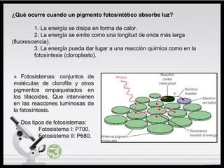 ¿Qué ocurre cuando un pigmento fotosintético absorbe luz?
1. La energía se disipa en forma de calor.
2. La energía se emite como una longitud de onda más larga
(fluorescencia).
3. La energía pueda dar lugar a una reacción química como en la
fotosíntesis (cloroplasto).
» Fotosistemas: conjuntos de
moléculas de clorofila y otros
pigmentos empaquetados en
los tilacoides. Que intervienen
en las reaccones luminosas de
la fotosíntesis.
» Dos tipos de fotosistemas:
Fotosistema I: P700.
Fotosistema II: P680.
 