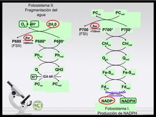 Fdox Fdred
NADP+
NADPH
ferredoxin NADP
reductasa
P700+
Chlox Chlred
P680+
Phox Phred
P680
hv
<680nm P680*
(FSII)
P700
hv
<700nm P700*
(FSI)
PCox PCred
Q QH2
PCox PCred
Cit bfH+
Fe-Sox Fe-Sred
Qox Qred
O2 + 4H+
2H20
Fotosistema II.
Fragmentación del
agua
Fotosistema I.
Producción de NADPH
 