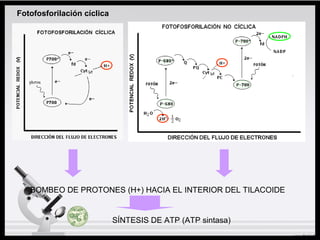 Fotofosforilación cíclica
BOMBEO DE PROTONES (H+) HACIA EL INTERIOR DEL TILACOIDE
SÍNTESIS DE ATP (ATP sintasa)
 