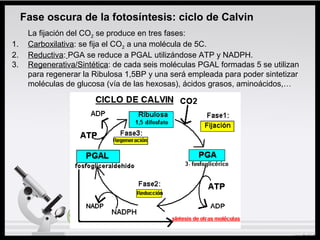 Fase oscura de la fotosíntesis: ciclo de Calvin
La fijación del CO2 se produce en tres fases:
1. Carboxilativa: se fija el CO2 a una molécula de 5C.
2. Reductiva: PGA se reduce a PGAL utilizándose ATP y NADPH.
3. Regenerativa/Sintética: de cada seis moléculas PGAL formadas 5 se utilizan
para regenerar la Ribulosa 1,5BP y una será empleada para poder sintetizar
moléculas de glucosa (vía de las hexosas), ácidos grasos, aminoácidos,…
 