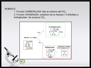 RUBISCO:
1. Función CARBOXILASA: fijar el carbono del CO2.
2. Función OXIGENASA: oxidación de la ribulosa 1,5 bifosfato a
fosfoglicolato. Se produce CO2.
 