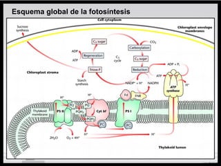 Esquema global de la fotosíntesis
 