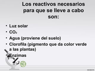Los reactivos necesarios
para que se lleve a cabo
son:
• Luz solar
• CO₂
• Agua (proviene del suelo)
• Clorofila (pigmento que da color verde
a las plantas)
• Enzimas
 