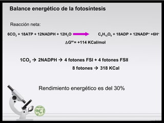 Rendimiento energético es del 30%
Balance energético de la fotosíntesis
1CO2  2NADPH  4 fotones FSI + 4 fotones FSII
8 fotones  318 KCal
∆Gº’= +114 KCal/mol
6CO2 + 18ATP + 12NADPH + 12H2O C6H12O6 + 18ADP + 12NADP+
+6H+
Reacción neta:
 