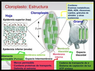 BCM: Clase 7 7
Cloroplasto
Grana
Hoja
Epidermis superior (haz)
Epidermis inferior (envés)
Membrana externa Membrana
interna
Espacio Intermembrana
Membrana
tilacoidal Espacio
tilacoidal
Grana
Estroma
Cadena de transporte de e-
Sistema de captación de luz
ATP sintasa
Altamente
permeable (Porinas)
Menos permeable
Contiene proteínas de transporte.
Delimita al estroma
Contiene:
Enzimas metabólicas;
RNA, ADN, ribosomas;
Lípidos, gránulos de
almidón y otras
sustancias
Cloroplasto: Estructura
 