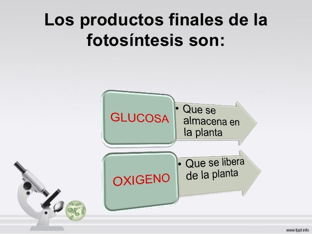 Fotosintesis