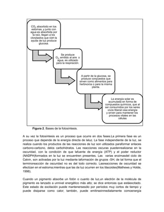 Figura 2. Bases de la fotosíntesis.
A su vez la fotosíntesis es un proceso que ocurre en dos fases.La primera fase es un
proceso que depende de la energía directa de laluz. La fase independiente de la luz, se
realiza cuando los productos de las reacciones de luz son utilizados paraformar enlaces
carbono-carbono, delos carbohidratos. Las reacciones oscuras puedenrealizarse en la
oscuridad, con la condición de que lafuente de energía (ATP) y el poder reductor
(NADPH)formados en la luz se encuentren presentes. Las varias enzimasdel ciclo de
Calvin, son activadas por la luz mediante laformación de grupos -SH; de tal forma que el
terminoreacción de oscuridad no es del todo correcto. Lasreacciones de oscuridad se
efectúan en el estroma;mientras que las de luz ocurren en los tilacoides(Mathews y Holde,
1998).
Cuando un pigmento absorbe un fotón o cuanto de luz,un electrón de la molécula de
pigmento es lanzado a unnivel energético más alto; se dice entonces que estáexcitado.
Este estado de excitación puede mantenersesólo por períodos muy cortos de tiempo y
puede disiparse como calor; también, puede emitirseinmediatamente comoenergía
CO2 absorbido en los
estomas, y junto con
agua es absorbida por
la raíz, llegan a los
clorplastos que con la
ayuda de luz produce
glucosa.
Se produce
O2, emitido al aire o
agua, es utilizado
para la respiración.
A partir de la glucosa, se
produce conpuestos que
sirven como alimentos para
herbivoros o para la misma
planta.
La energía solar es
acumulada en forma de
compuestos químicos, que al
ser consumidos por los seres
vivos liberan esa energía
y sirven para mantener los
procesos vitales en las
células
 