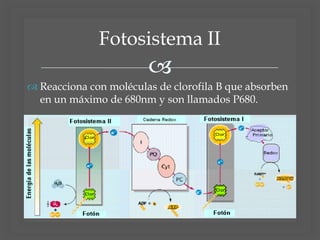 
Fotosistema II
 Reacciona con moléculas de clorofila B que absorben
en un máximo de 680nm y son llamados P680.
 