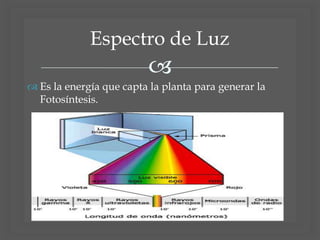 
Espectro de Luz
 Es la energía que capta la planta para generar la
Fotosíntesis.
 