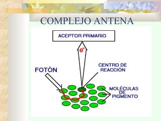 COMPLEJO ANTENA

 