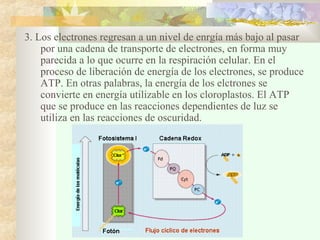 3. Los electrones regresan a un nivel de enrgía más bajo al pasar
por una cadena de transporte de electrones, en forma muy
parecida a lo que ocurre en la respiración celular. En el
proceso de liberación de energía de los electrones, se produce
ATP. En otras palabras, la energía de los elctrones se
convierte en energía utilizable en los cloroplastos. El ATP
que se produce en las reacciones dependientes de luz se
utiliza en las reacciones de oscuridad.

 