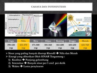 CAHAYA DAN FOTOSINTESIS

Ungu

Nila

Biru

Hijau

Kuning

Jingga

Merah

390-430
mμ

431-470
mμ

471-500
mμ

501-560
mμ

561-600
mμ

601-650
mμ

651-760
mμ

 Sinar yang paling banyak diserap Klorofil  Nila dan Merah

 Energi yang diberikan Oleh SINAR Tergantung :
1) Kualitas  Panjang gelombang
2) Intensitas  Banyak sinar per 1 cm2 per detik
3) Waktu  Lama penyinaran

 
