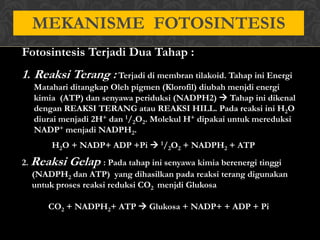 MEKANISME FOTOSINTESIS
Fotosintesis Terjadi Dua Tahap :

1. Reaksi Terang : Terjadi di membran tilakoid. Tahap ini Energi
Matahari ditangkap Oleh pigmen (Klorofil) diubah menjdi energi
kimia (ATP) dan senyawa periduksi (NADPH2)  Tahap ini dikenal
dengan REAKSI TERANG atau REAKSI HILL. Pada reaksi ini H2O
diurai menjadi 2H+ dan 1/2O2. Molekul H+ dipakai untuk mereduksi
NADP+ menjadi NADPH2.
H2O + NADP+ ADP +Pi  1/2O2 + NADPH2 + ATP
2. Reaksi Gelap : Pada tahap ini senyawa kimia berenergi tinggi
(NADPH2 dan ATP) yang dihasilkan pada reaksi terang digunakan
untuk proses reaksi reduksi CO2 menjdi Glukosa
CO2 + NADPH2+ ATP  Glukosa + NADP+ + ADP + Pi

 